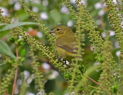 Tennessee Warbler at Ewing Park