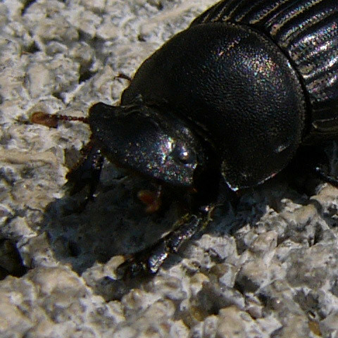 scarab-0