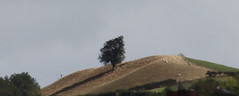 Oak on the hill near LLANMEREWIG