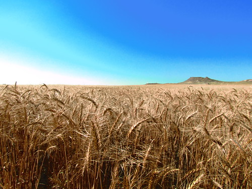 Montana wheat.