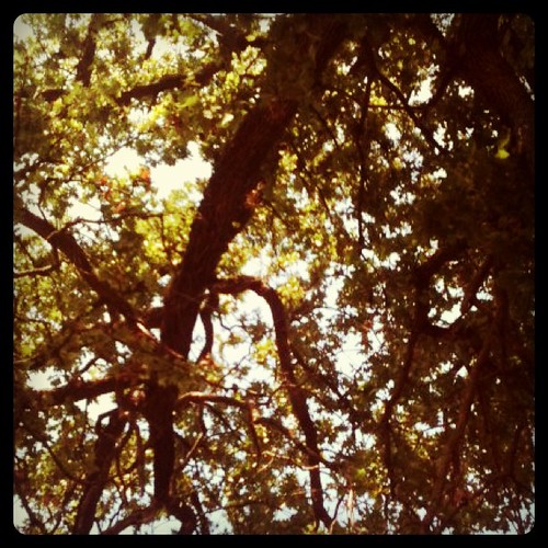 Pretty view under the tree at the park
