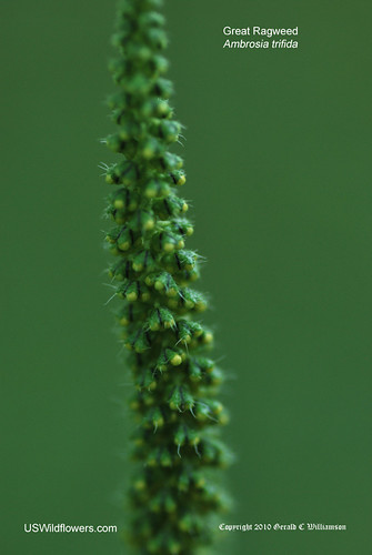 Great Ragweed - Ambrosia trifida
