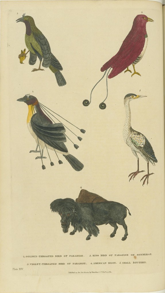 Various birds and a bison - hand-coloured 18th c. book illustration