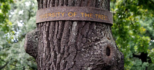 university of the tree