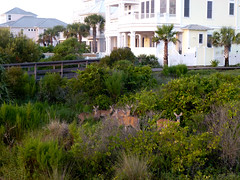 top 10 real estate properties from coastal Southern Delaware viewed on ResortQuestDE.com - High-Class-Deer