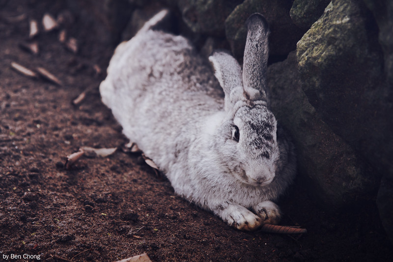 Animal - Rabbit
