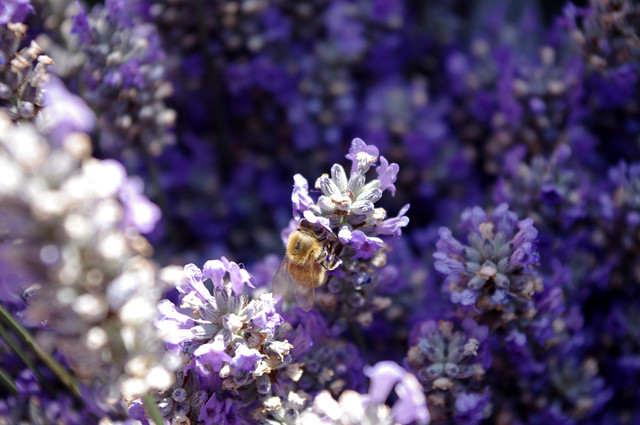 Bees in Lavender at Trout Lake Farmers Market