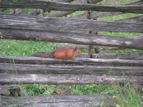 Squirrel at Seurasaari