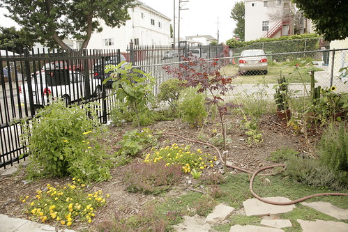 Garden August 2011