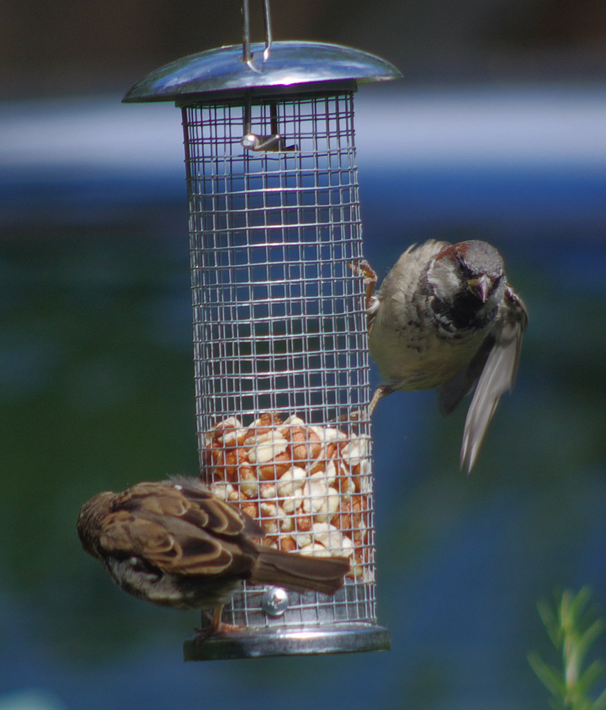 Sparrows 20110820 05