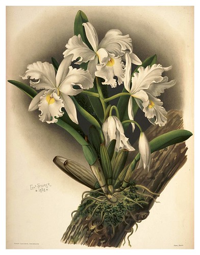024-Cattleya Rochellensis-Reichenbachia-Orchids illustrated and described..VolI I-1888-F.Sander