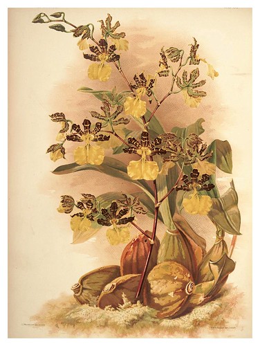 025-Oncidium Tigrinum-Reichenbachia-Orchids illustrated and described..VolI I-1888-F.Sander