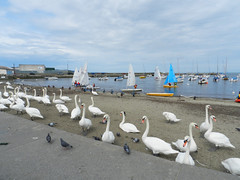 Thursday afternoon in Bray harbour