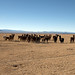Il gruppo di lama di un pastore