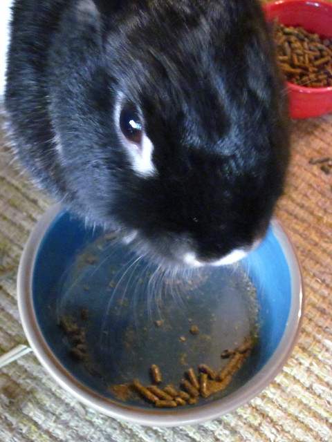 Oreo eating her pellets.