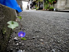 Morning-glory with fighting spirit.