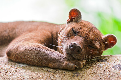 フリー写真素材|動物|哺乳類|フォッサ|寝顔・寝ている|