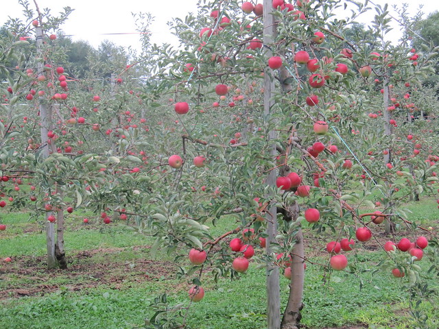 Apples on Sep. 10, 2011_1
