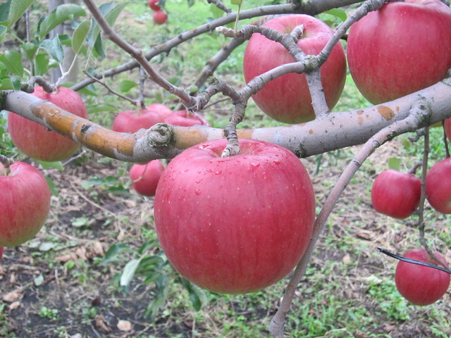 Apples on Sep. 10, 2011_2