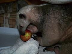 Ori's first apple
