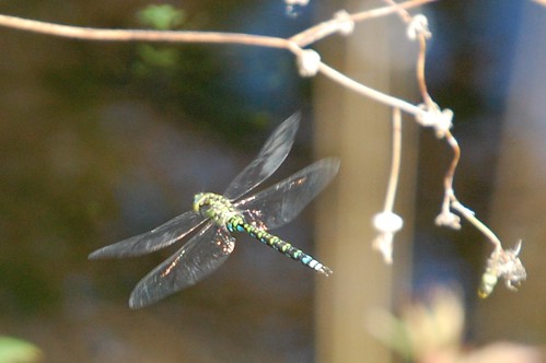 dragonflybluegreen