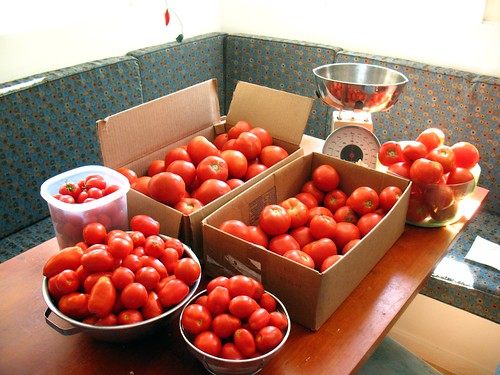 Tomato heaven: about 50 lbs, all free, not one bought