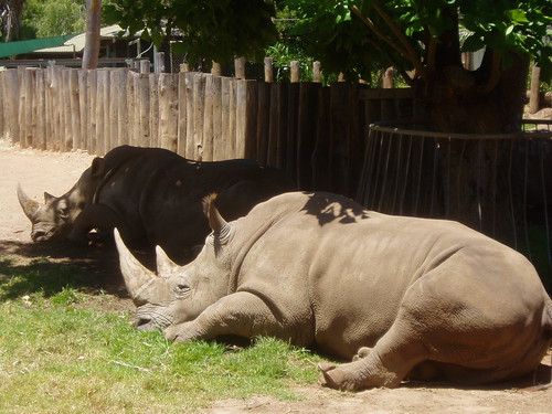 rhino sunbaking at zoo