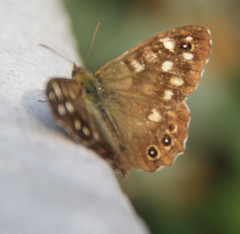 speckled wood, pararge aegeria,  butterfly