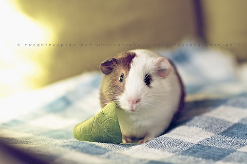 Gertie, guinea pig Gertrude's portrait by twoguineapigs pet photography