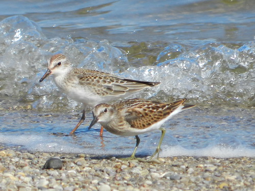 Least and Semipalmated Sandpipers
