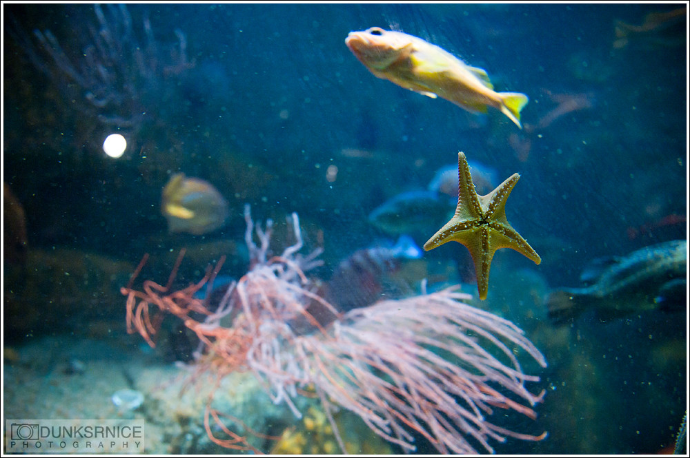 Monterey Bay Aquarium.