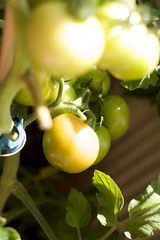 Tomaten rijping 20-08