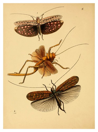 006- The cabinet of oriental entomology…1848- John Obadiah Westwood