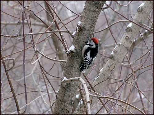 Woodpecker, Средний пестрый дятел. Russia ©  Tatters 