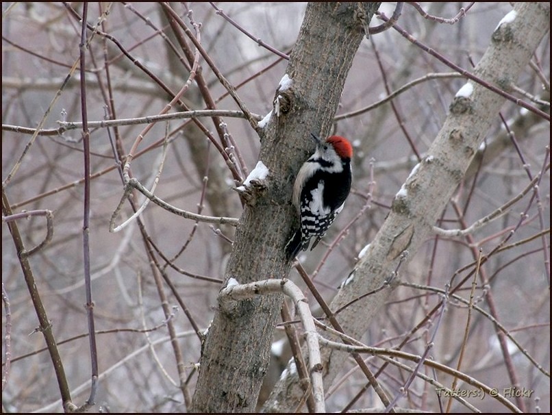 : Woodpecker,   . Russia
