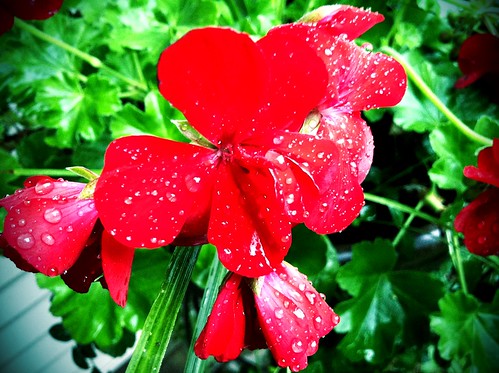 [248/365] Rainy Day Flowers by goaliej54