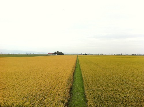 Beautiful rice fields in Hokkaido 北海道に広がる美しい稲穂
