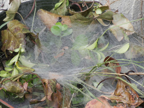 Spider Web _ 4725