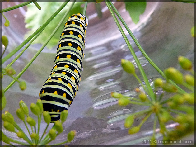 P1190126_caterpillar