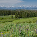 Wildflowers in front of Mount Moran and the Grand Tetons