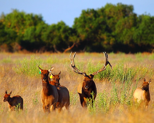 IMG_6493 Tule Elk in the Rut, San Luis National Wildlife Refuge by ThorsHammer94539