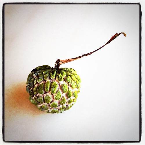 Atis freshly picked from the tree