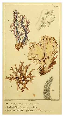 015-Manuel d'actinologie ou de zoophytologie (Volume plates) 1834- H.-M. Ducrotay Blainville