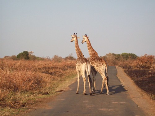 Two giraffes took their time crossing the road at the Hluhluwe-Umfolozi Game Reserve. (KwaZulu-Natal, South Africa), Katie Lay, University of KwaZulu-