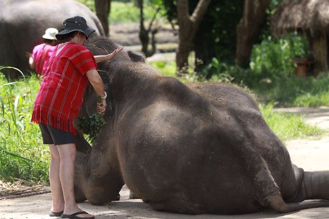 ¡TAILANDIA EN CHANCLETAS! - Blogs de Tailandia - Patara Elephant Farm (10)