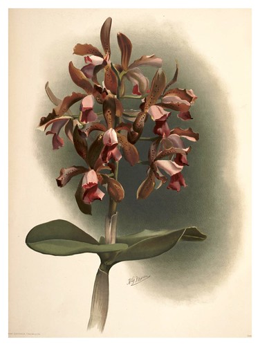 021-Cattleya Guttata Leopoldi-Reichenbachia-Orchids illustrated and described..VolI I-1888-F.Sander
