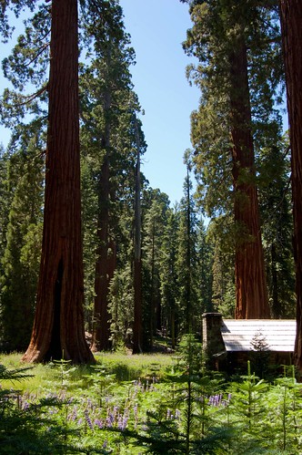 Giant Sequoias Near the Museum
