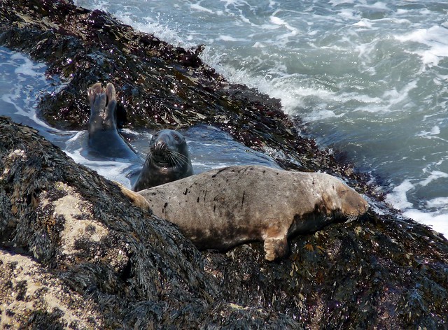 24909 - Seals at Worms Head, Gower