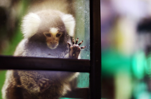 フリー写真素材|動物|哺乳類|コモンマーモセット|窓辺|