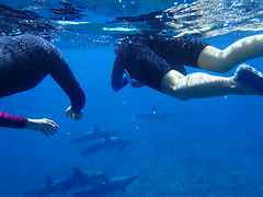 ハワイ島イルカと泳ぐ